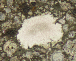 Calcium-Aluminum rich inclusion